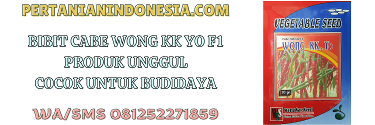 bibit,cabe,wong kk yo,f1,wong sae seed